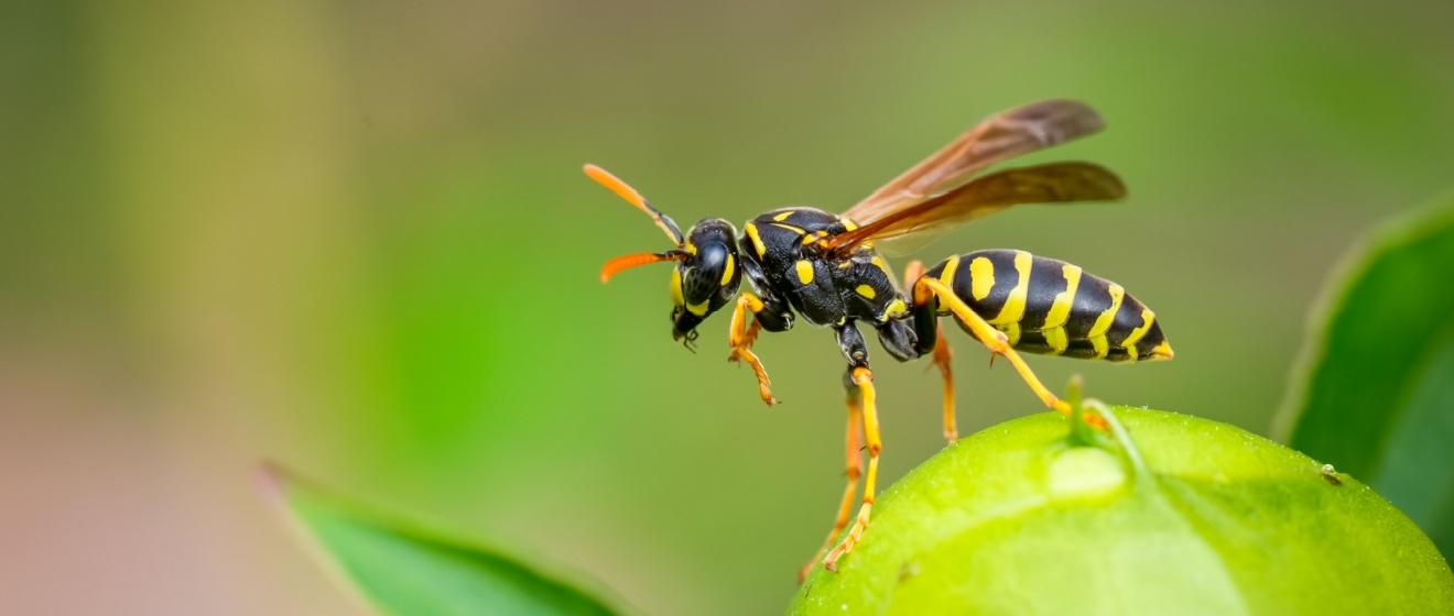Are Wasps Dangerous in Boise? What Every Homeowner Should Know