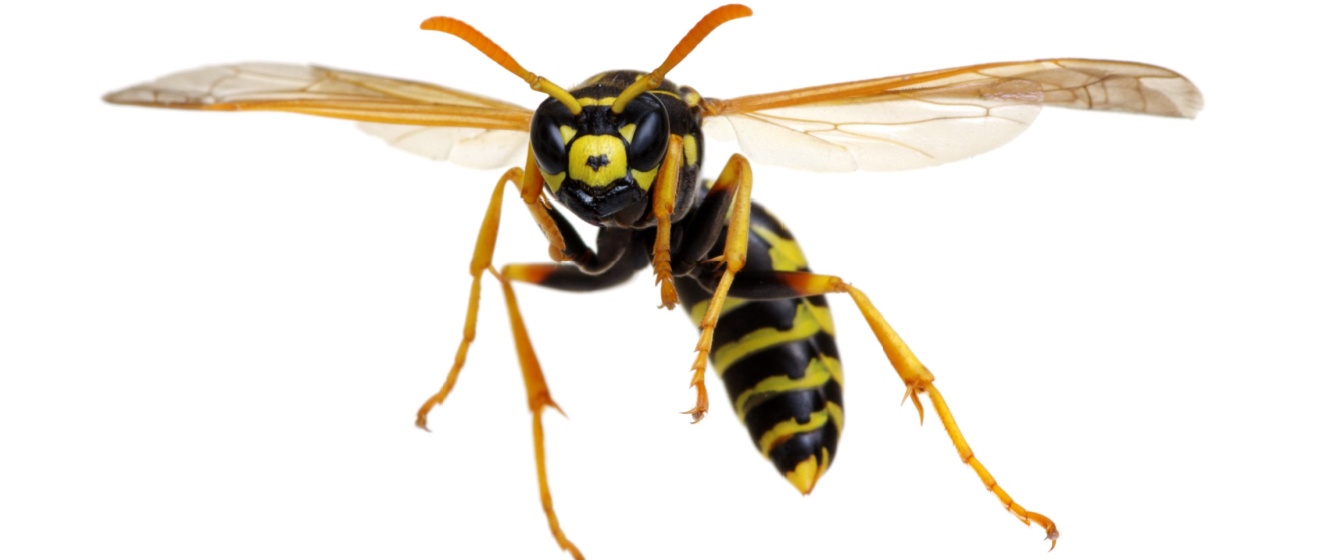 Your Guide to Identifying Wasps, Hornets, and Yellowjackets in Idaho