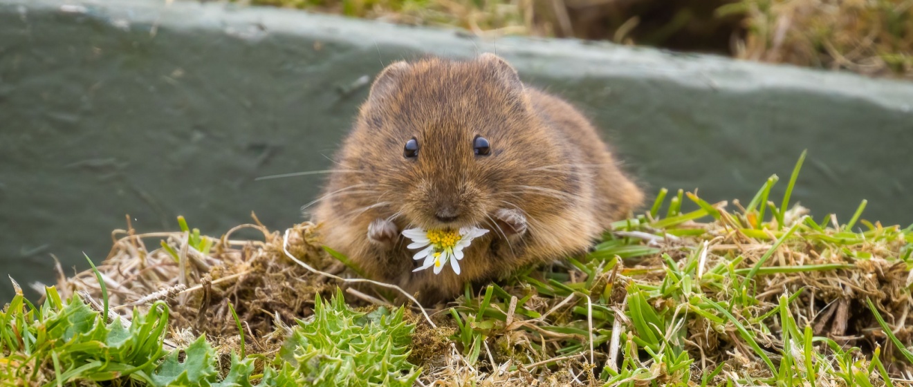 How to Spot a Vole Problem in Your Boise Yard Before It Gets Worse