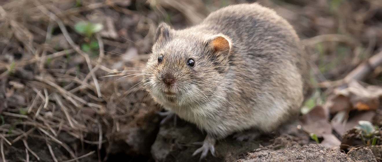 Voles in Boise: Why They’re a Bigger Problem Than You Think