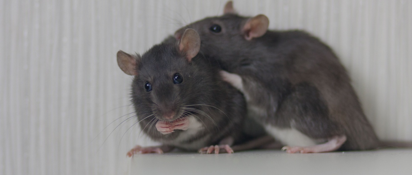 Who’s the Best Exterminator for Rodent Control in Boise?