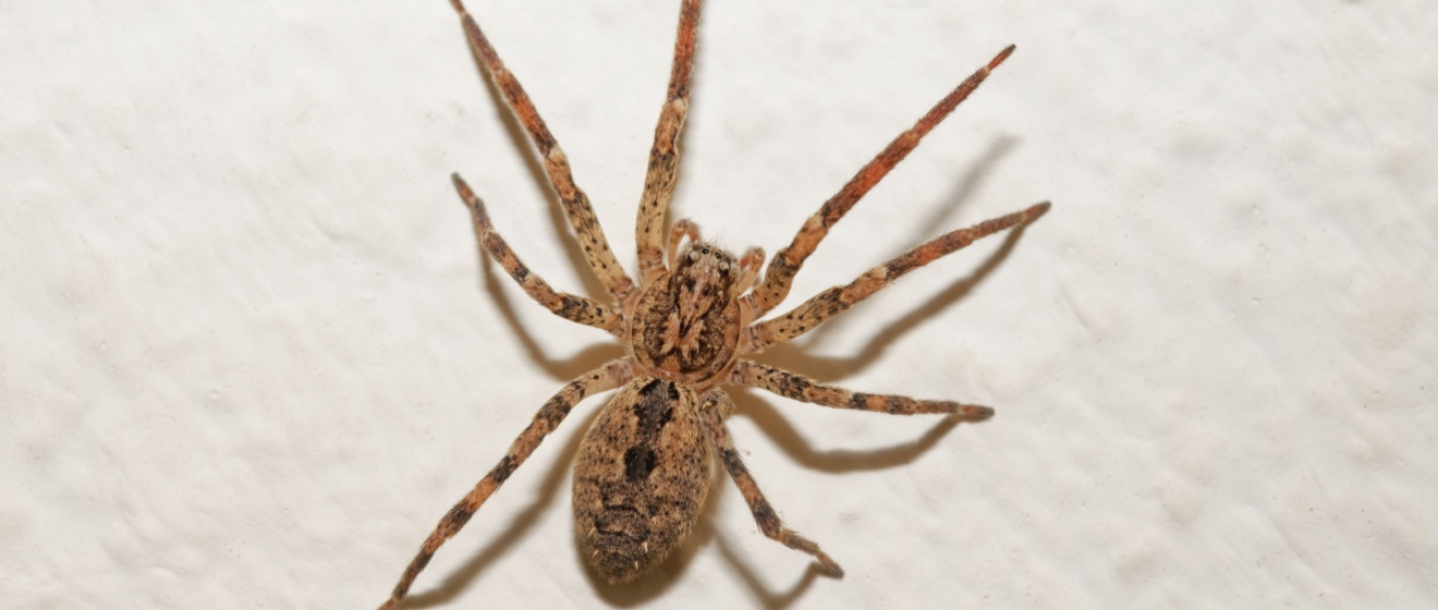 Top 10 Reasons to Choose Wild West Pest Control for Spider Control
