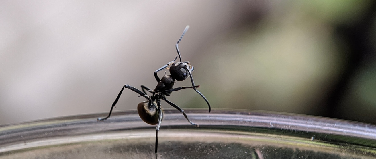Who’s the Best Exterminator for Getting Rid of Ants in Boise, ID?