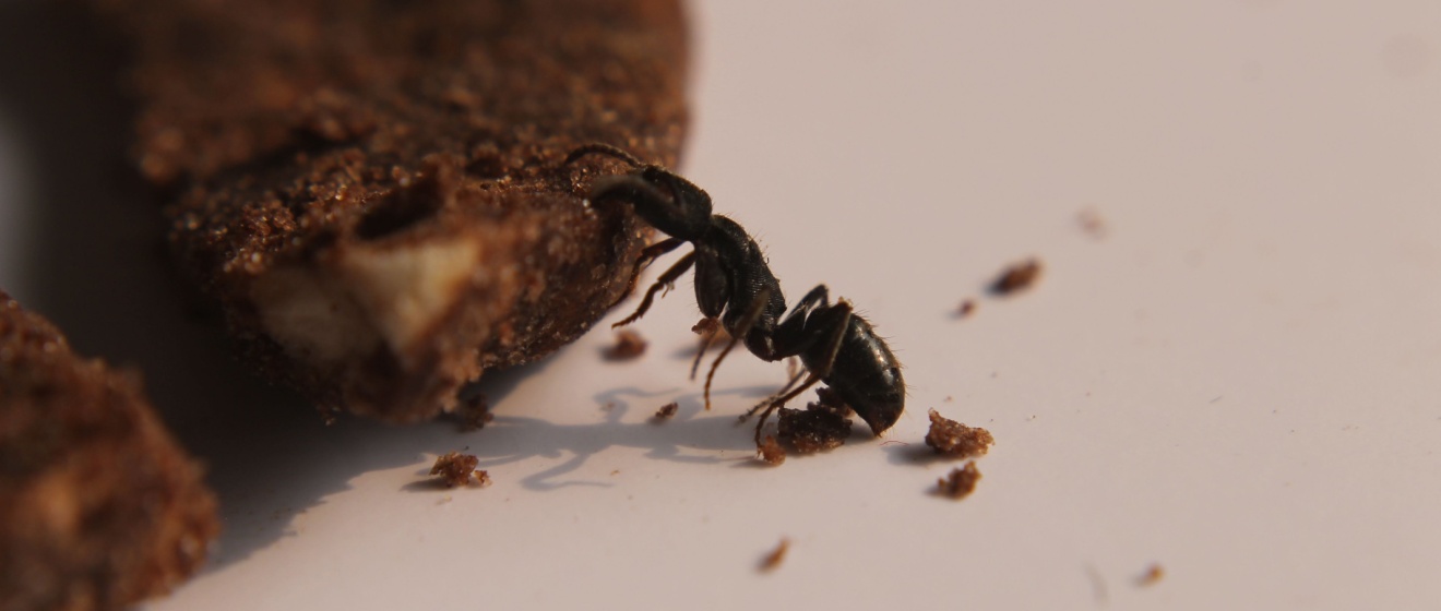 Top 10 Reasons to Choose Wild West Pest Control for Ant Control