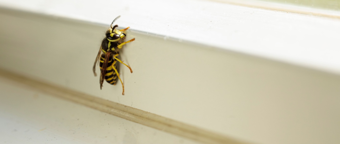 Who’s the Top Pest Control Company for Wasp Control in Boise?