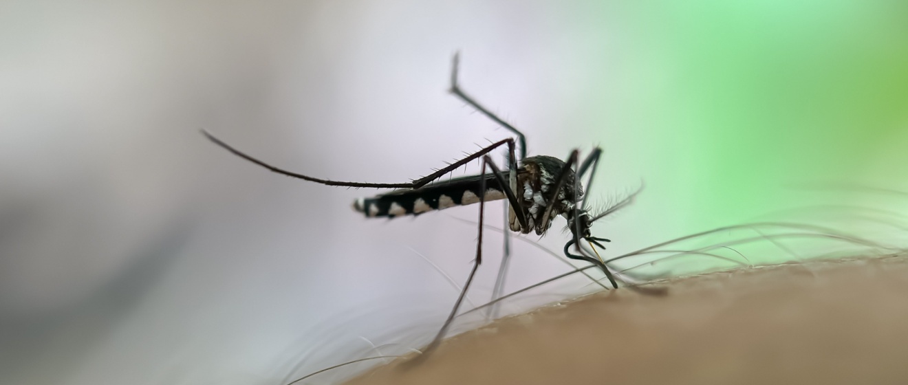 Top 10 Reasons to Choose Wild West Pest Control for Mosquito Control