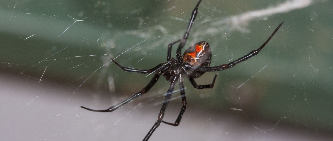 Who’s the Best Exterminator for Getting Rid of Spiders in Boise, ID?
