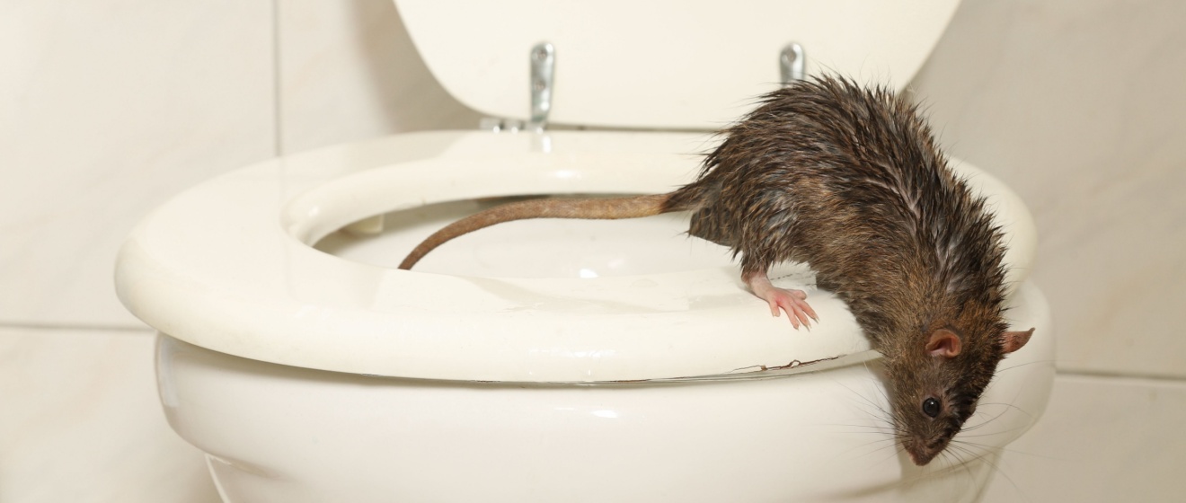 How Boise’s Cold Winters Drive Rodents Indoors – And How to Prepare