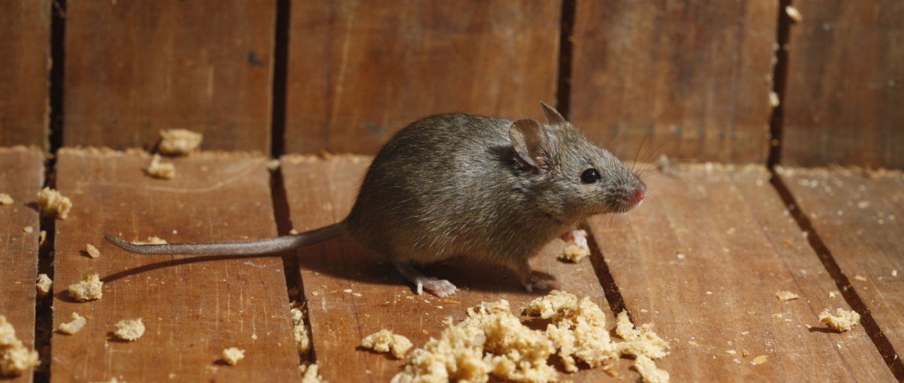 When to Call a Professional vs. DIY for Rodents in Boise