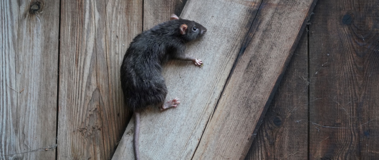 The Most Common Rodents in Boise Homes (and How to Identify Them)