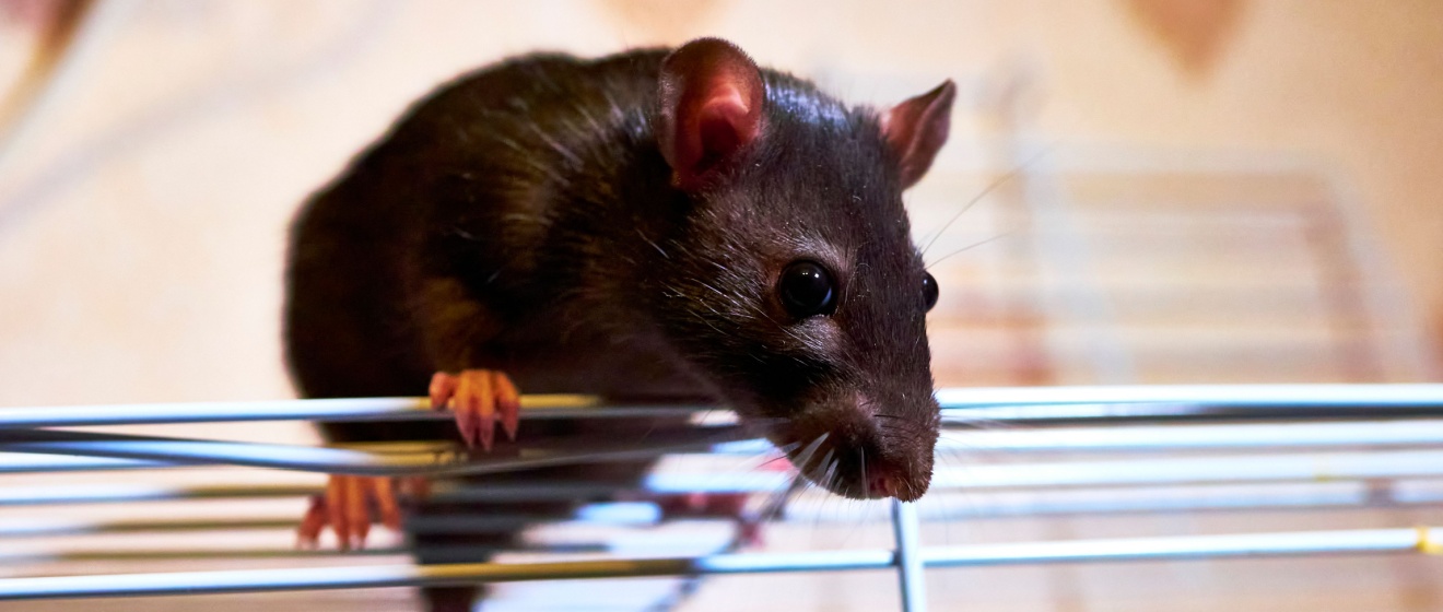 Who Should You Call for Rat Removal in Boise, ID?