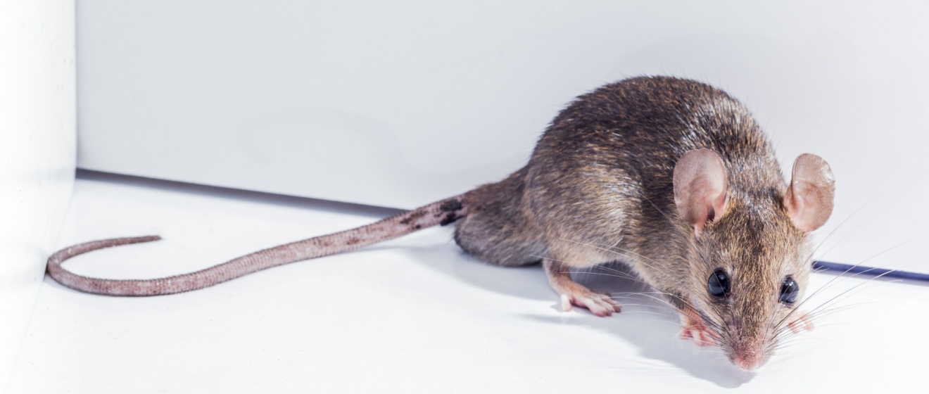 Why Are Rodents So Active in Boise? Seasonal Rodent Patterns Explained