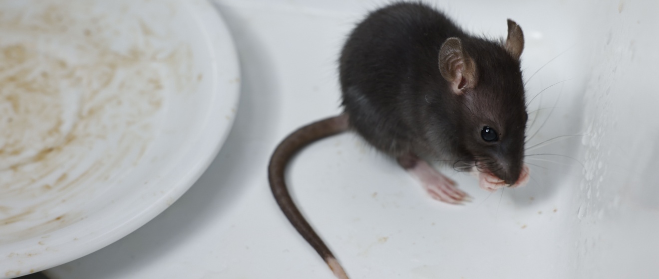 Boise’s Top Rodent-Proofing Experts: What Homeowners Need to Know