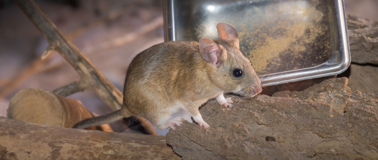 Are Pack Rats a Problem in Boise? What Homeowners Should Know