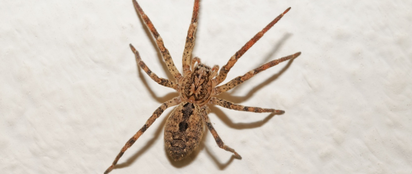 How Wild West Pest Control Protects Boise Homes from Spiders