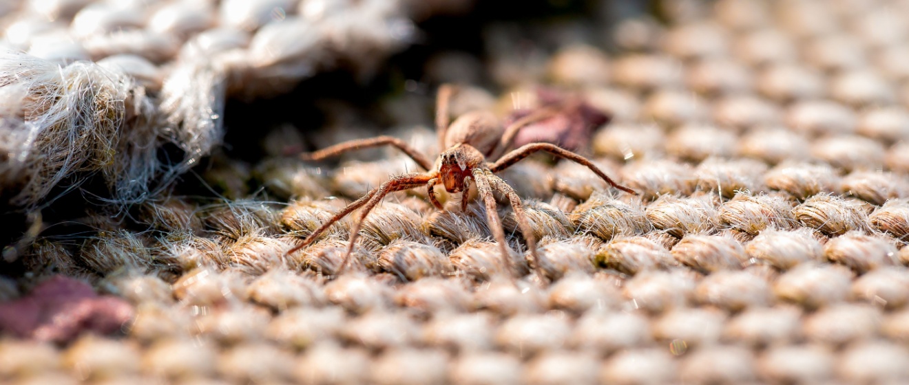 The Most Common Spiders Found in Boise Homes