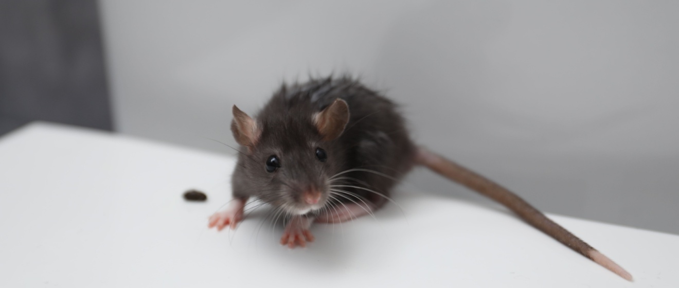 How Wild West Pest Control Handles Rodent Problems in Boise, ID