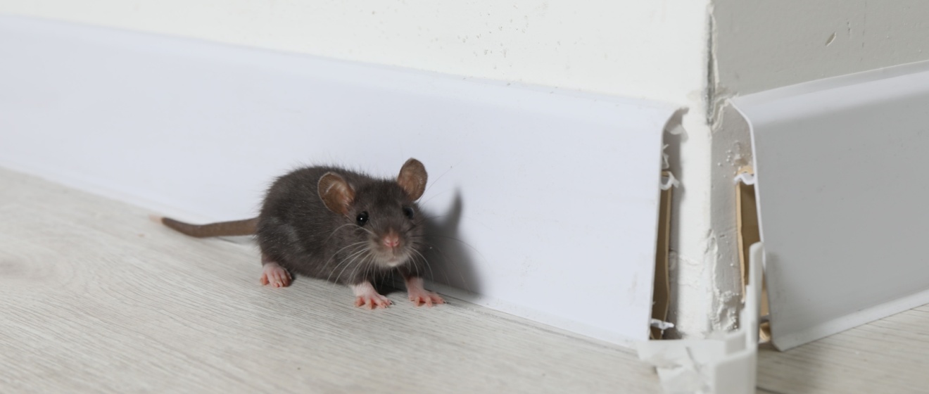 Top 7 Signs You Have a Rodent Problem in Your Boise Home