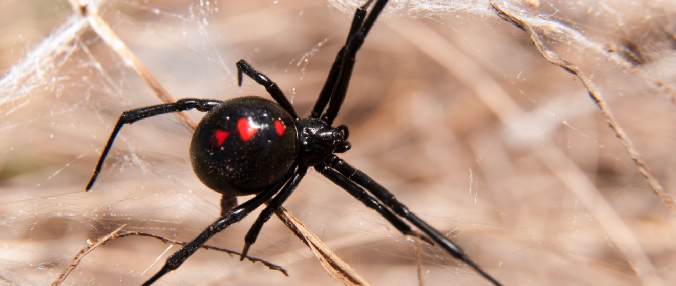 Are There Dangerous Spiders in Boise, Idaho?