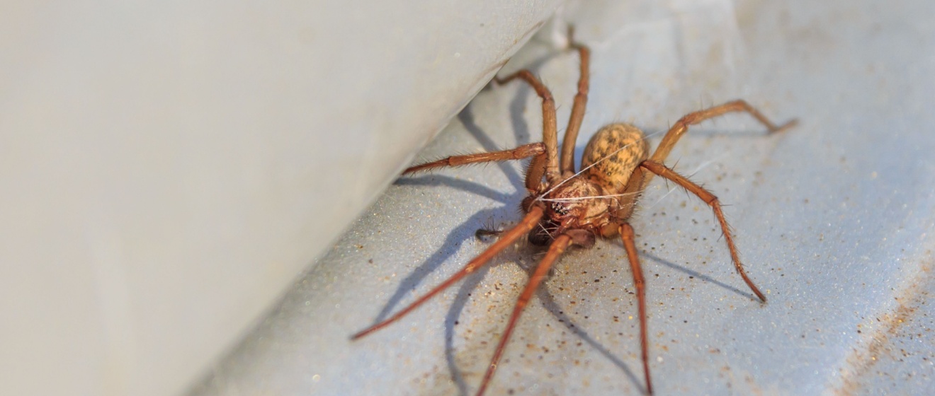 Do Spiders Mean You Have Other Pests in Your Boise Home?