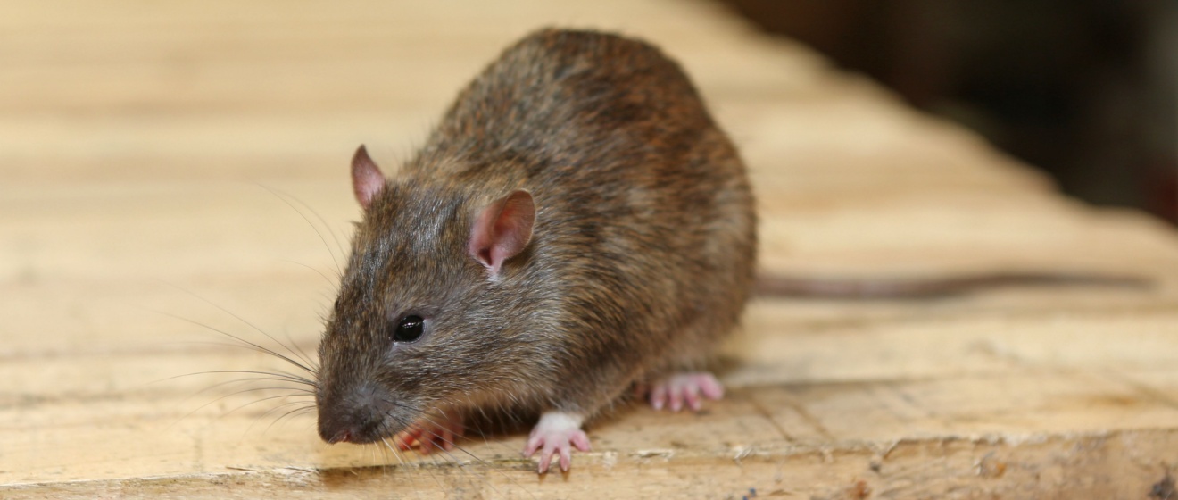 Rodent Droppings in Your Garage? Here’s What Boise Homeowners Should Do