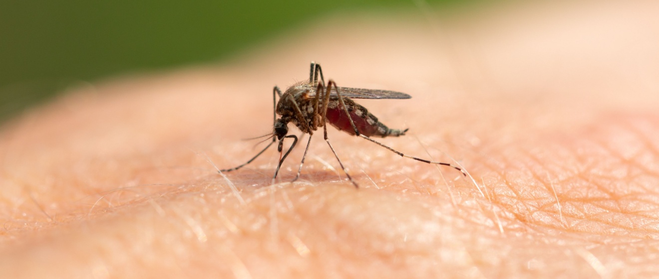 Why Are Mosquitoes So Bad in Boise, ID? (And How to Actually Get Rid of Them)