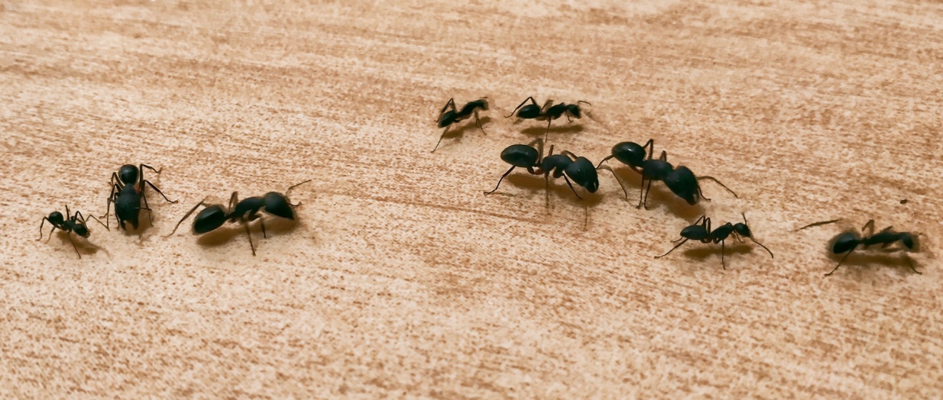 What Pests Are Most Common in Boise Homes Throughout the Year?