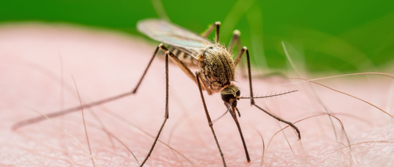 Mosquito Control in Boise: Is It Worth It for Your Yard This Summer?