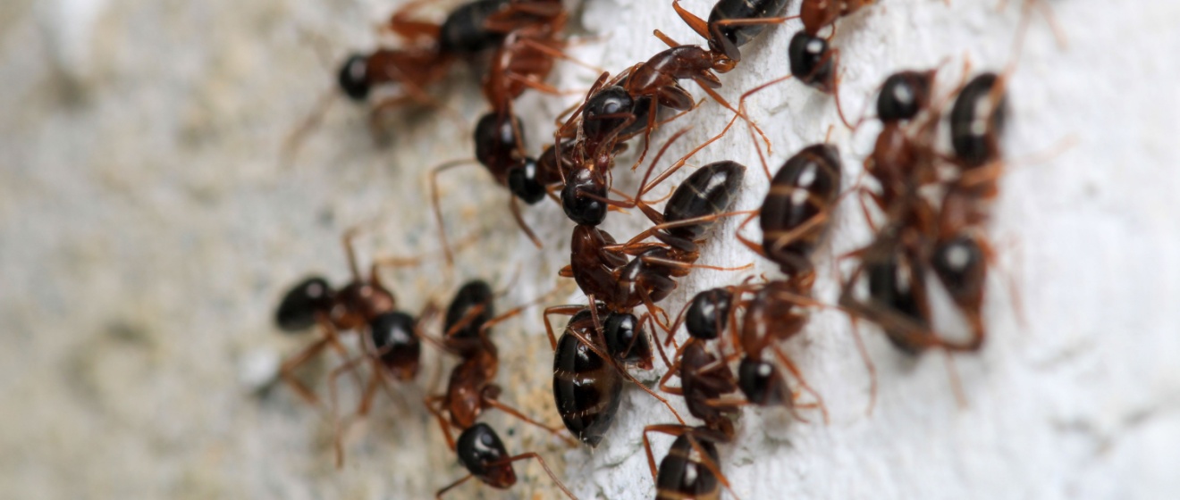 Why Do Bugs Keep Coming Back After I Spray in My Boise Home?