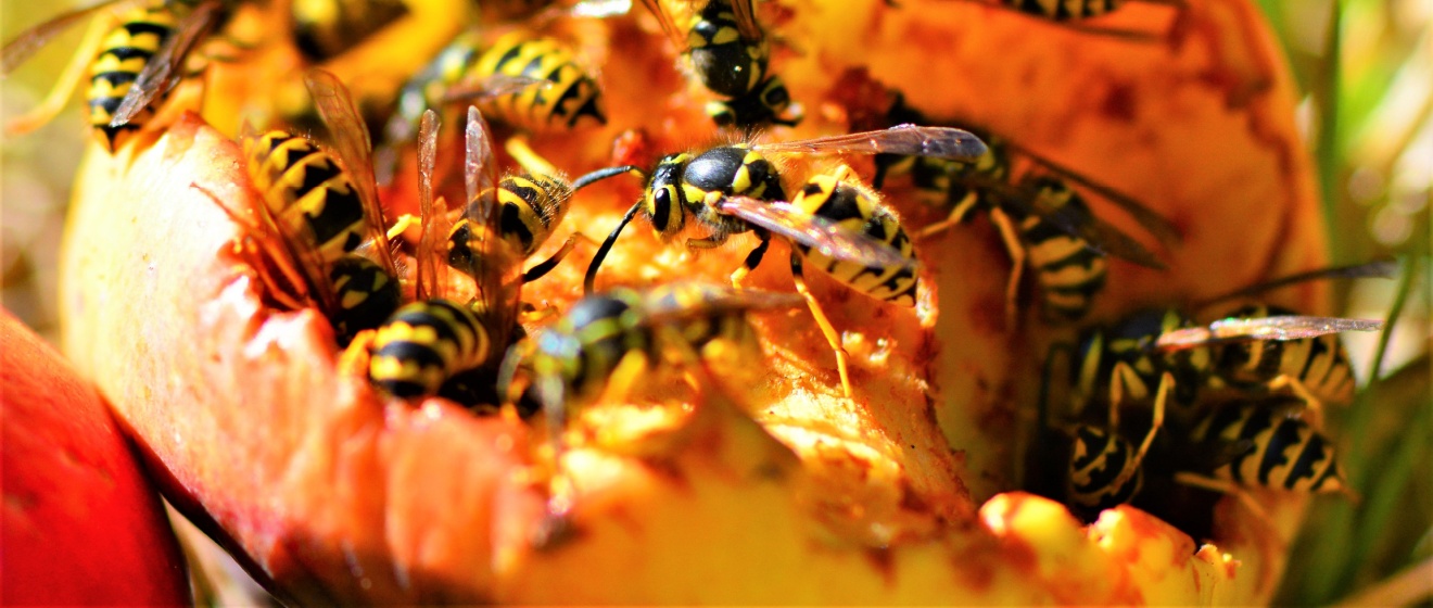 Can Fruit Trees Attract More Yellowjackets to Your Boise Property?