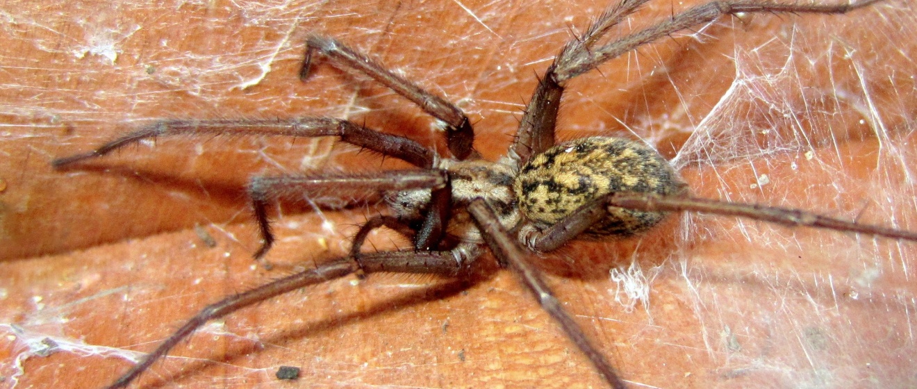 Are Hobo Spiders Still a Concern in Boise? Separating Fact From Fiction