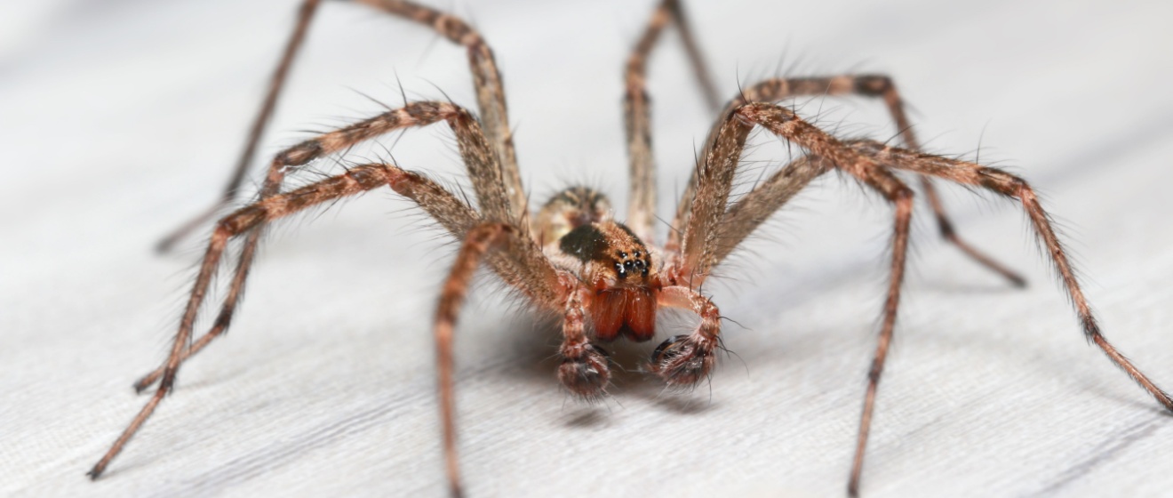 How to Identify a Hobo Spider vs. Other Common Boise Spiders