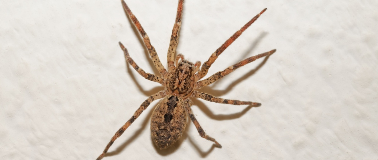 Why Hobo Spiders Frequently Invade Boise Basements, Crawl Spaces, and Garages