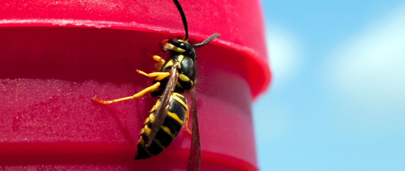 Why Yellowjackets Become a Major Problem Along the Boise River Greenbelt