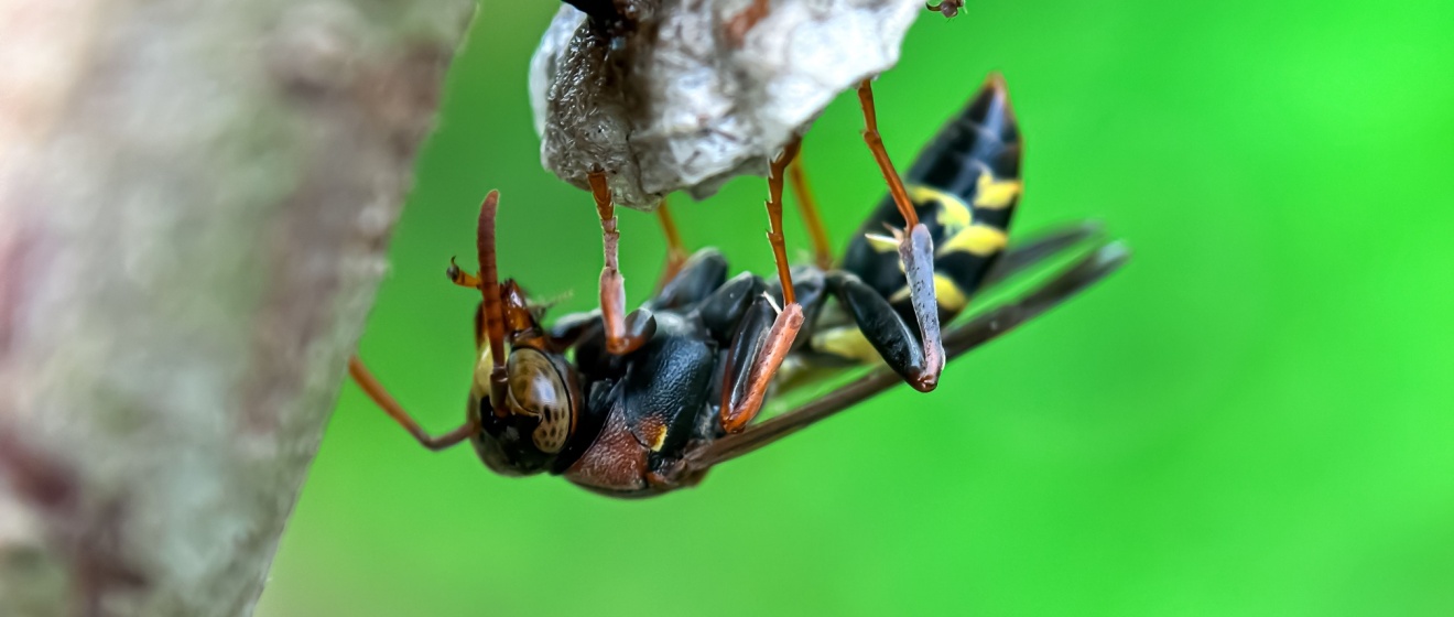 How Boise’s Hot, Dry Summers Create Ideal Conditions for Wasp Activity