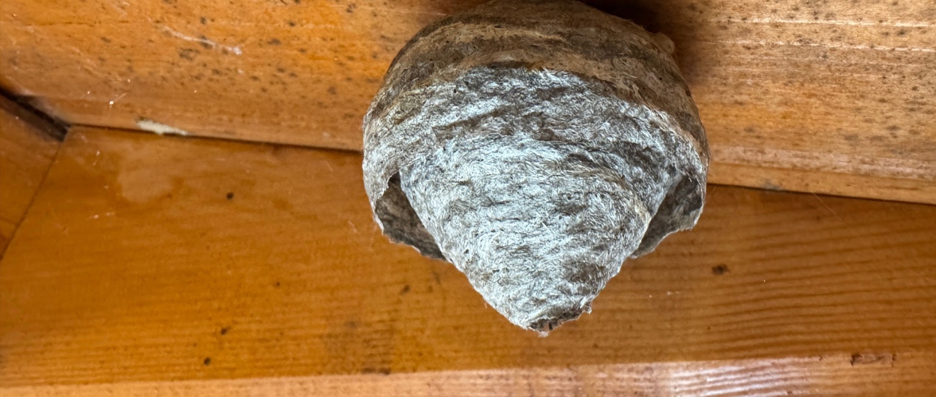 The Hidden Places Wasps Commonly Nest Around Boise Homes