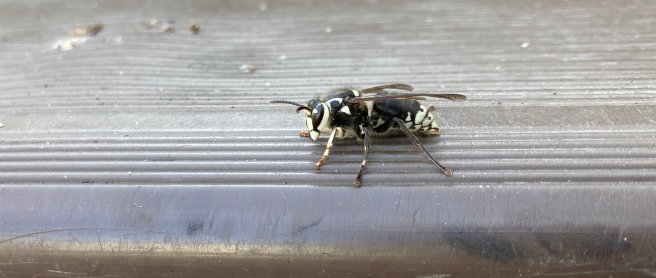 The Most Common Stinging Insects Found in Boise Backyards