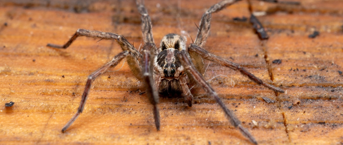 Why Boise Homes Near Open Fields and Irrigation Areas Often Experience More Spider Activity