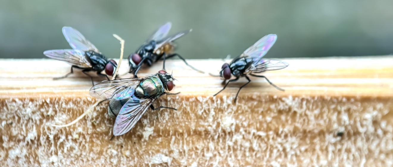 What Should I Do If I Have a Fly Problem in My Boise Home?