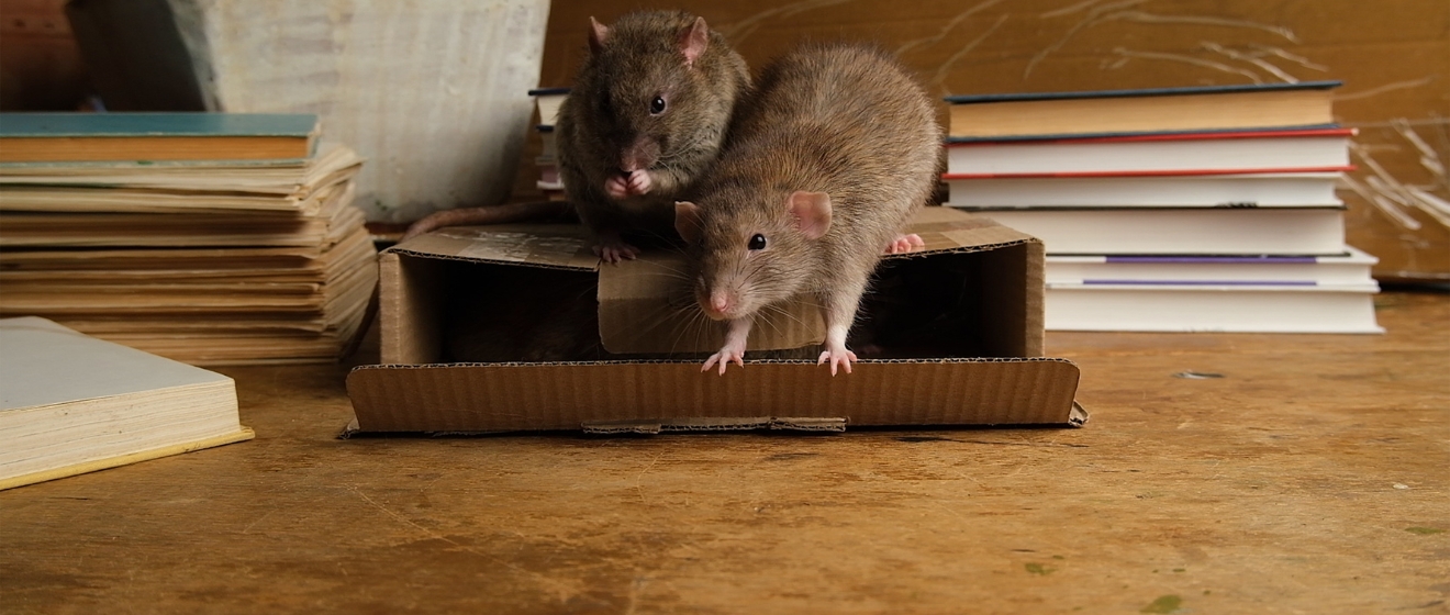 What’s Scratching in My Walls at Night? A Boise Homeowner’s Guide to Mice, Rats & Other Pests