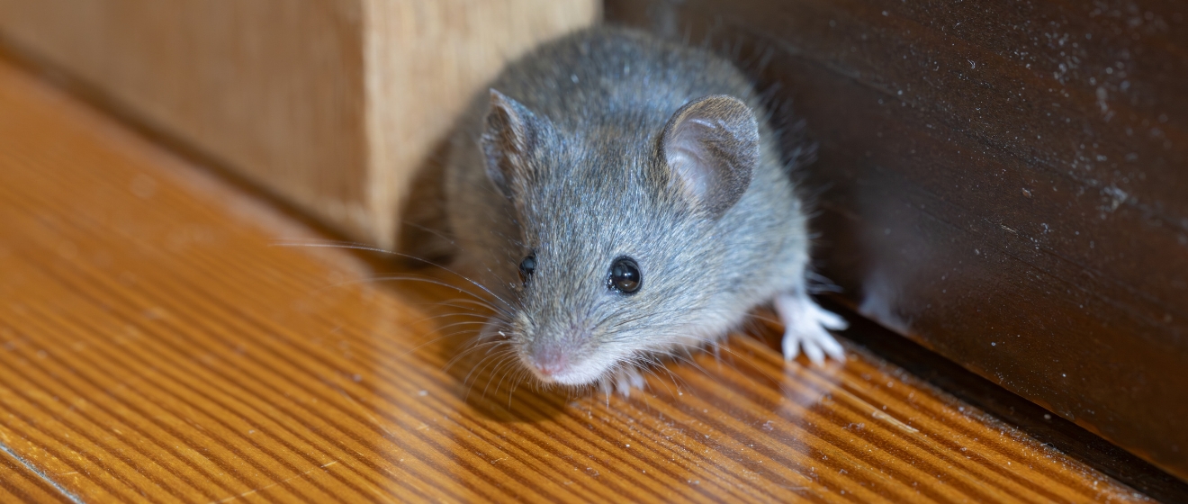 When Do Mice Start Coming Inside Boise Homes? What Homeowners Should Watch for This Fall