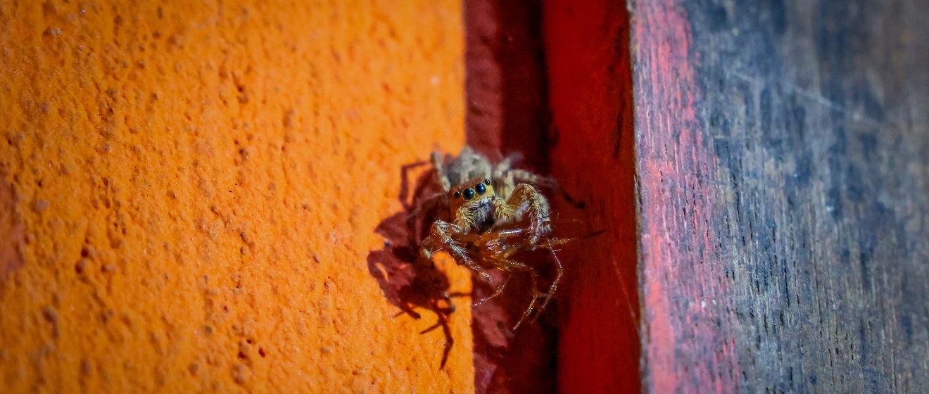 Why Am I Seeing More Spiders Inside My Boise Home in September?
