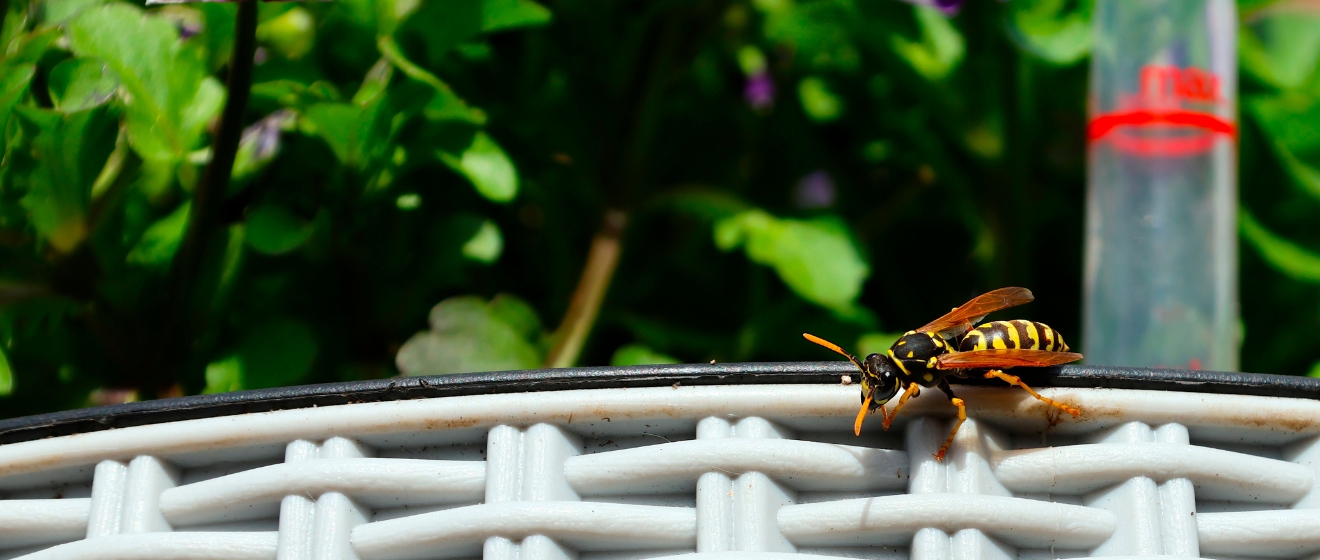Why Are There So Many Wasps in Boise in Late Summer?